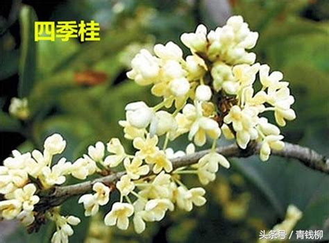 桂花特性|桂花的特徵特性及繁殖、栽培管理技術